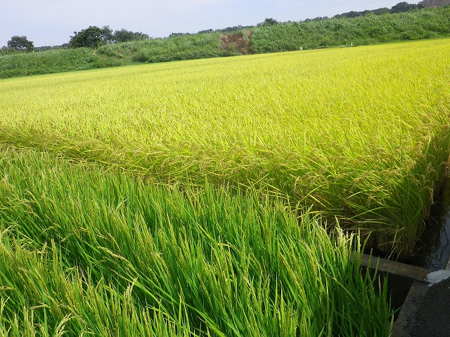 ここは、厚木市の　‘三田‘　というところで、周りには、やはり田んぼが多い。