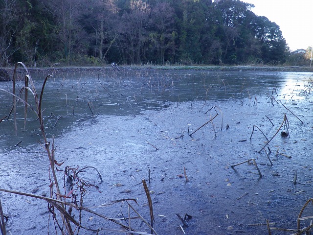 目の前のレンコン沼も凍っています。