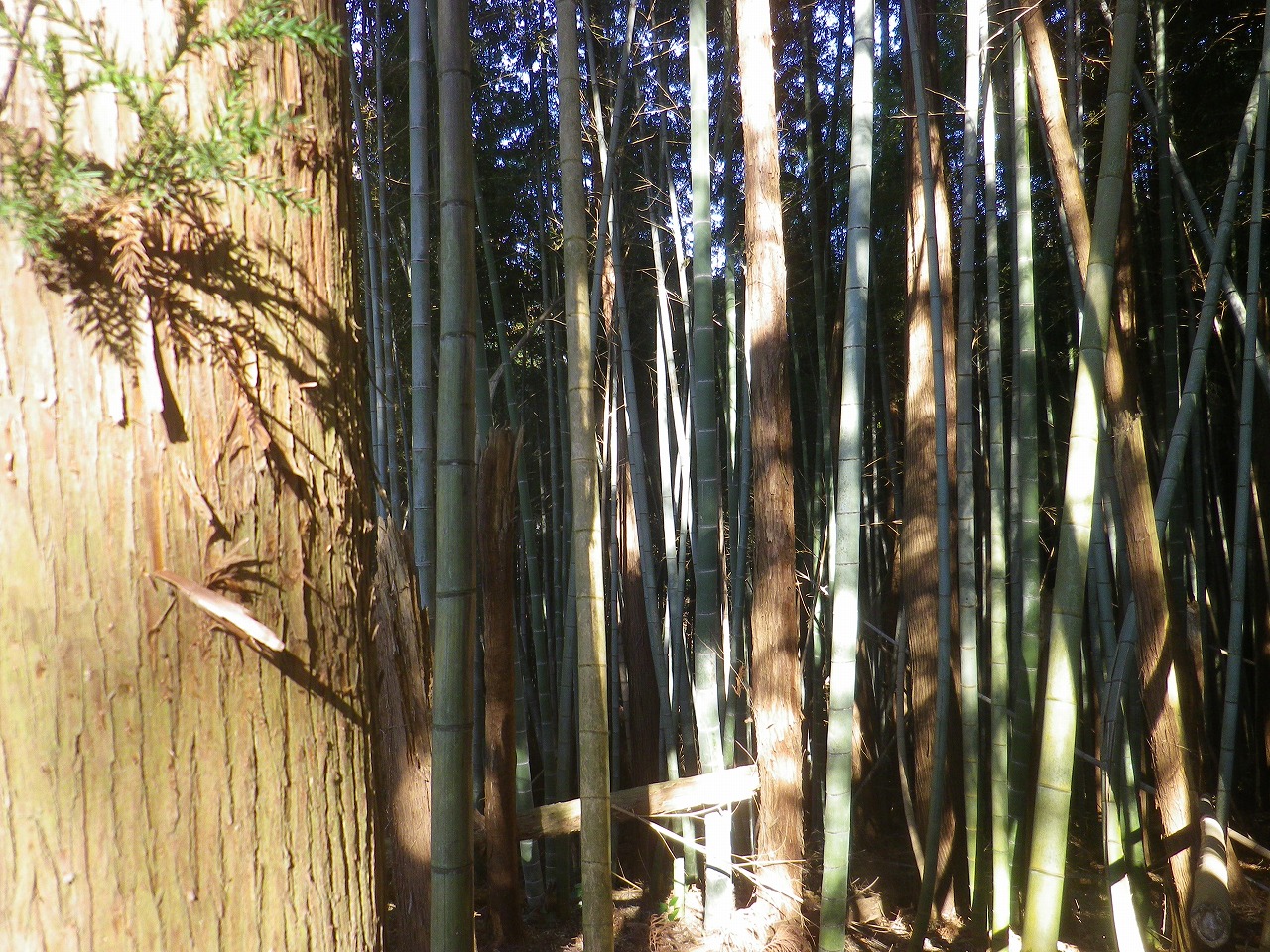 竹林に杉が押されて管理が大変そうです。