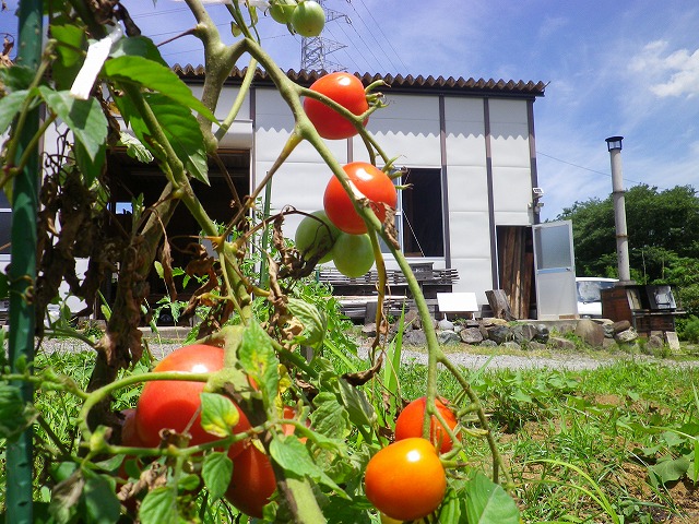 工房とトマト
