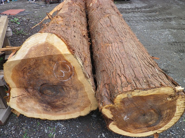 伐採され、持ち込まれた杉の丸太